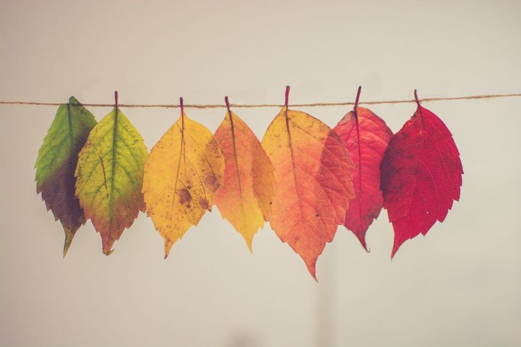 Image of leaves that are different colors hanging on a string